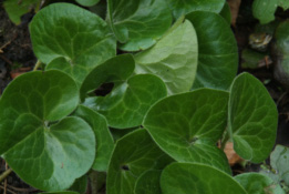 Asarum europaeum Mansoor bestellen